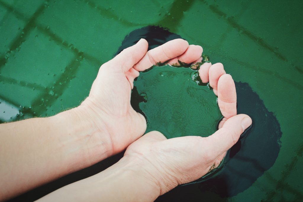 spirulina platensis algen, wirkung, superfood